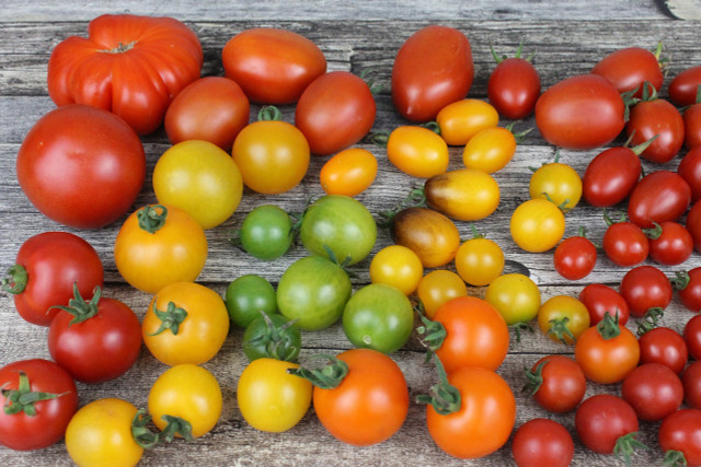 Samenfeste Tomatensorten kannst du besonders gut aus Samen vorziehen.