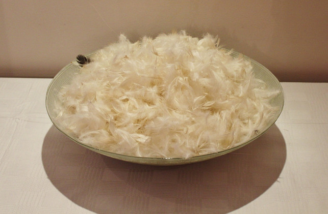 fuer-ein-einziges-federkissen-werden-die-daunen-von-cc0-pixabay-counselling-190817_download Für ein einziges Federkissen werden die Daunen von vielen Tieren benötigt.