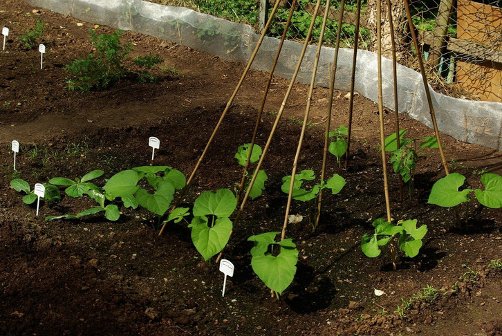 bananenpflanze wintergarten Kunstpflanze Bananenpflanze Musa – 80 cm main image 1