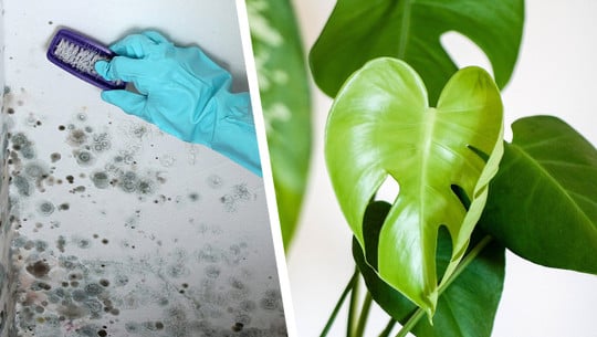 Schimmelgefahr durch Zimmerpflanzen Schimmel durch Zimmerpflanzen