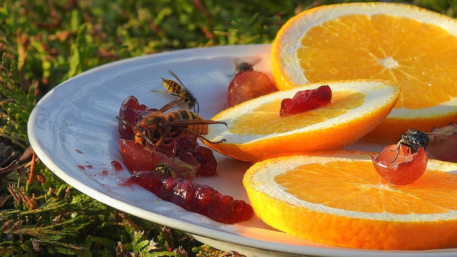 stelle-etwas-entfernt-einen-teller-auf-um-die-wes-cc0-pixabay-katzenfee50-220812_download Stelle etwas entfernt einen Teller mit Obst auf, um die Wespen abzulenken.