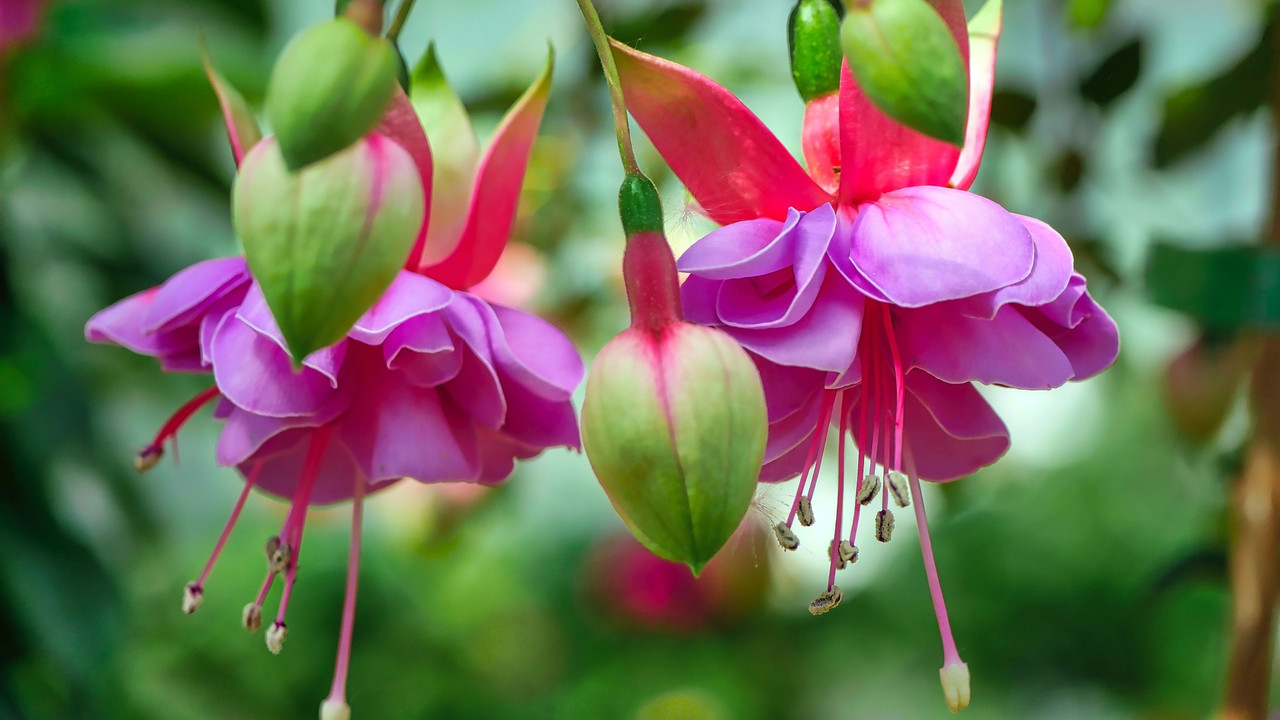 Fuchsien: So einfach vermehrst du die beliebte Balkonpflanze - Utopia.de