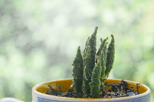 kakteenerde-kannst-du-recht-unkompliziert-selber-m-cc0-pixabay-soykast-220727_download Kakteenerde kannst du recht unkompliziert selber mischen.