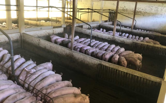 Schweine im Stall Das Hormon PMSG wird Sauen gespritzt, damit diese alle Ferkel gebären.
