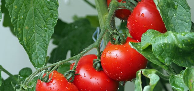 Tomaten schneller wachsen