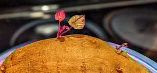 Süßkartoffel als Zimmerpflanze