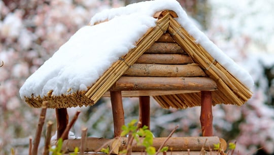 voegel-kommen-nicht-zum-vogelhaus-cc0-pixabay-manfredrichter-231026 vögel kommen nicht zum vogelhaus