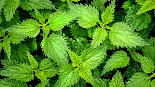 brennnessel-ernten-cc0-pixabay-klimkin-210208 Brennnessel ernten