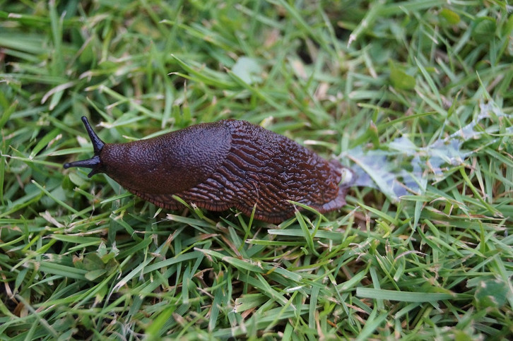 Schon im Frhjahr: So bekmpfst du Nacktschnecken in deinem Garten -  Utopia.de