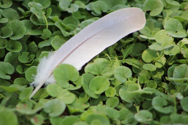 statt-vogelfedern-zu-sammeln-kannst-du-sie-fotogr-cc0--pixabay--wonderlandwoo-250606_download Statt Vogelfedern zu sammeln, kannst du sie fotografieren.