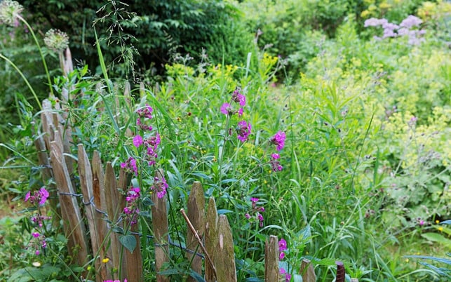 insektensterben-garten-w-Ingo-Bartussek-170802-1280x800 Wildblumen helfen gegen das Insektensterben