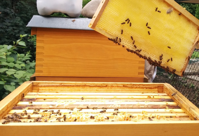 bienenpatenschaft-anbieter-im-ueberblick-sven-christian-schulz-utopia-180331_download Bienenpatenschaft: Anbieter im Überblick