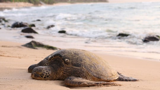 2,8 Grad Erwärmung: Was das für Menschen, Tiere und den Planeten bedeutet Meeresschildkröte 2,8 Grad Klimawandel