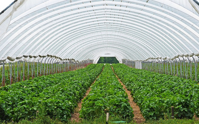 auch-innerhalb-der-gewaechshaeuser-koennen-neonikotin-cc0-pixabay-hpgruesen-180530 Auch innerhalb der Gewächshäuser können Neonikotinoide großen Schaden anrichten.