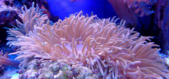 korallenriff korallenbleiche
