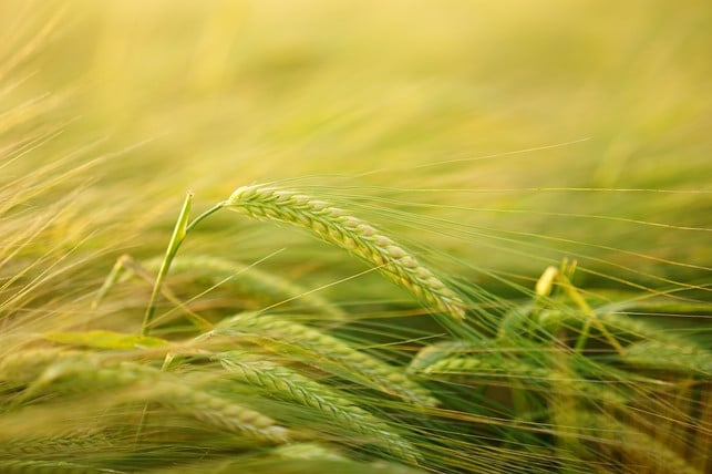 Barley malt-it-be-the main component von beer-c0-pixabay-Hans-190702_Download Barley malt is one of the main components of beer.