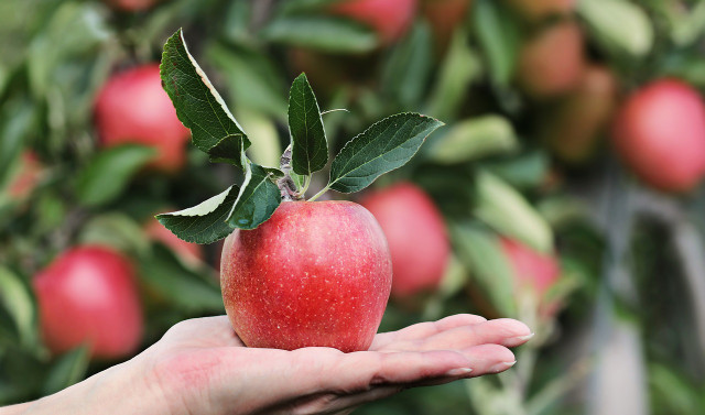 Apples also grow in the home garden.