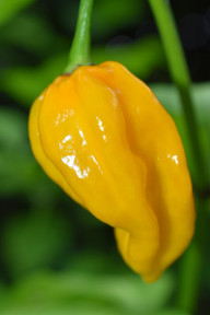 die-chilisorte-lemon-drop-zeichnet-sich-durch-eine-cc0-pixabay-roberto_bellasio-211124_download Die Chilisorte Lemon Drop zeichnet sich durch eine Zitrusnote aus.