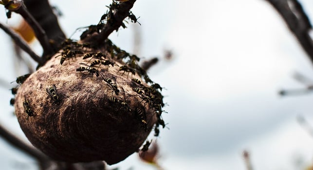 Be careful when handling hornet nests.