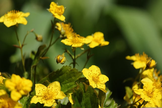 die-golderdbeere-traegt-zwar-keine-fruechte-zaehlt-j-cc0--pixabay--kriemer-250513_download Die Golderdbeere trägt zwar keine Früchte, zählt jedoch ebenso zu den insektenfreundlichen und schnellwachsenden Bodendeckern.