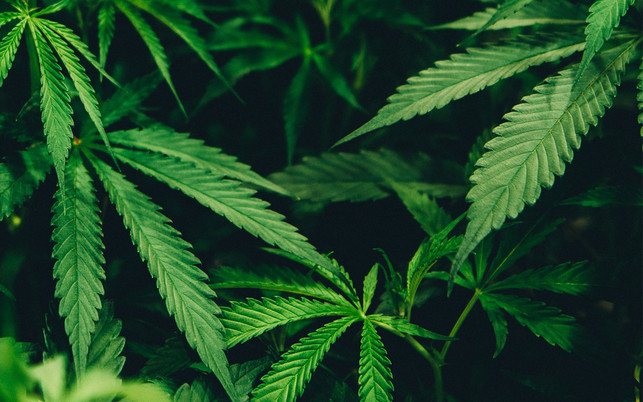 Die Wirkungen von CBD sind noch nicht vollständig untersucht Die Wirkungen von CBD sind noch nicht vollständig untersucht