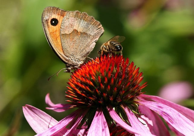 insekten-lieben-den-purpursonnenhut-cc0-pixabay-suju-201115_download Insekten lieben den Purpursonnenhut.