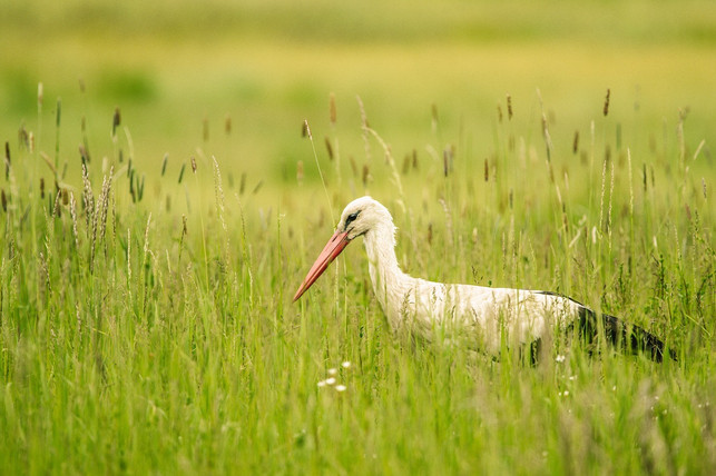 der-weissstorch-ist-ein-zugvoegel-und-kehrt-im-fruehl-cc0-pixabay-mistermoeter-240209_download Der Weißstorch ist ein Zugvögel und kehrt im Frühling zurück.