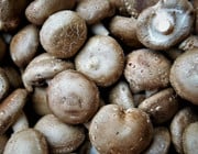 Shiitake Pilze zubereiten