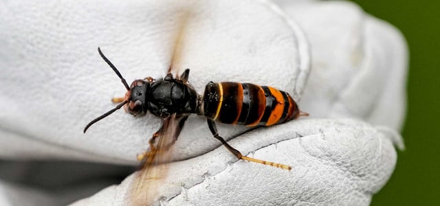 Diese Hornisse jagt Bienen - nun in weiterem Bundesland entdeckt