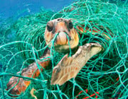 Meeresmüll: Keine Schildkröte ohne Plastik