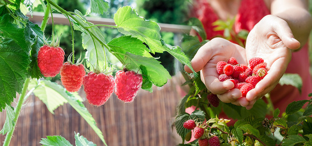 balkon-obst-start-vw-piXuLariUm-Tommy-Lee-Walker-180220-1280x600 Obst auf dem Balkon