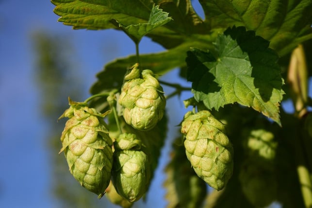 um-hopfen-anpflanzen-zu-koennen-solltest-du-dich-u-cc0-pixabay-ulleo-191024_download Um Hopfen anpflanzen zu können, solltest du dich um eine stabile Rankhilfe kümmern.