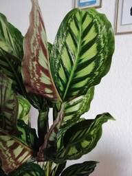 das-besondere-an-der-calathea-sind-ihre-auffaellige-utopia-julia-kloss-200531_download Das Besondere an der Calathea sind ihre auffälligen Blattzeichnungen.