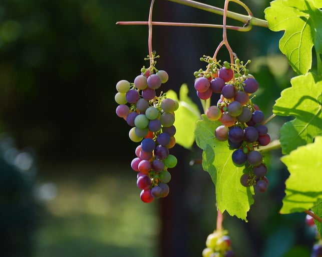 junge-weinreben-cc0-pixabay-congerdesign-190612_download Junge Weintrauben, die erst verarbeitet werden, wenn sie reif sind.