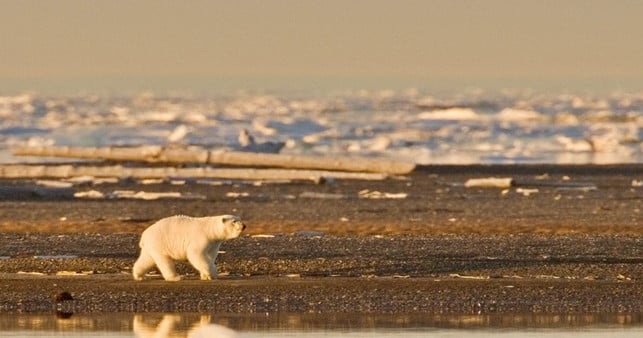 Klimaschutz Klimawandel Eisbär Polarbär Klimaschutz Klimawandel Eisbär Polarbär