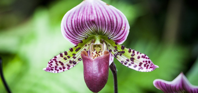 orchidee blüht nicht