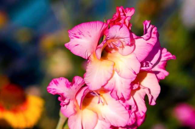 damit-gladiolen-auch-im-naechsten-gartenjahr-bluehen-cc0-pixabay-sergei_spas-230820_download Damit Gladiolen auch im nächsten Gartenjahr blühen, solltest du sie zur Überwinterung schneiden.