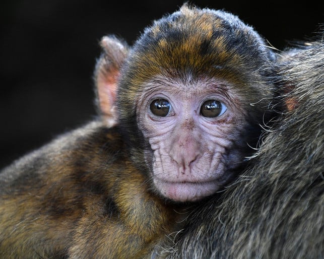 Affe als Haustier halten Warum das Tierquälerei ist Utopia.de
