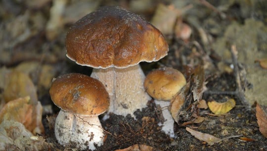 steinpilz-verwechslung-cc0-pixabay-charletgregory-201029 Steinpilz Verwechslung