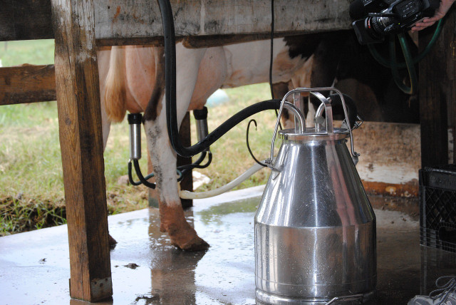 Listeria are often found in raw milk and raw milk products.