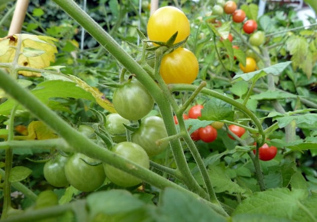 tomaten-pflanzen-rote-murmel-p-oehlenbach-170522-1280x900 Tomaten pflanzen: Sorte Rote Murmel Cocktailtomate