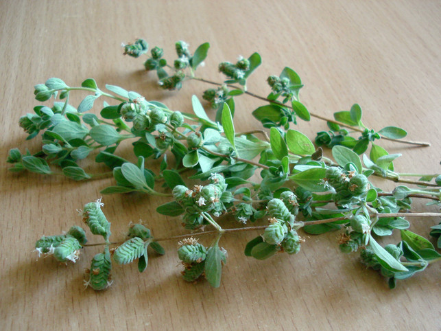 italienische-kraeuter-oregano-ist-wichtig-fuer-die-cc0--pixabay--evgen-orlova-250604_download Italienische Kräuter: Oregano ist wichtig für die klassische Pizzasauce.