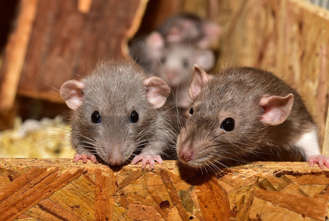 wenn-du-ein-ernsthaftes-rattenproblem-hast-kann-d-cc0-pixabay-sipa-190524_download Wenn du ein ernsthaftes Rattenproblem hast, kann dir auch der Kammerjäger dabei helfen, die Ratten zu vertreiben.
