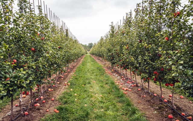 apple orchard apple orchard