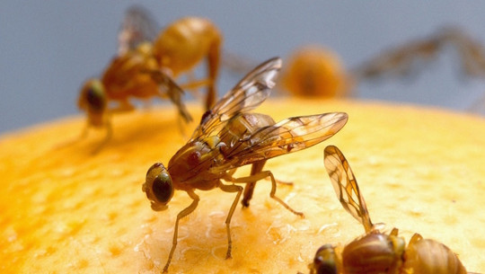 fruchtfliegenfalle-selber-machen-cc0-public-domain-pixabay-skeeze-170717 Fruchtfliegenfalle selber machen