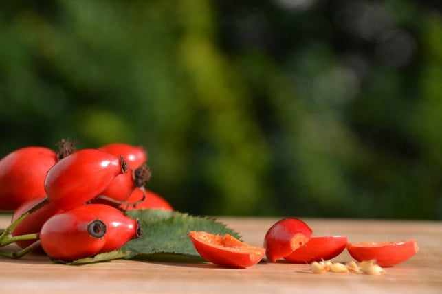 wilde-hagebutten-sind-vielseitig-einsetzbar-cc0-pixabay-innviertlerin-211022_download Wilde Hagebutten sind vielseitig einsetzbar.