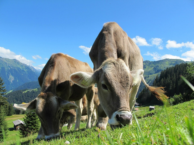 alpenmilch-ist-keine-geschuetzte-bezeichnung-cc0-pixabay-pixel-sepp-200808_download Alpenmilch ist keine geschützte Bezeichnung.
