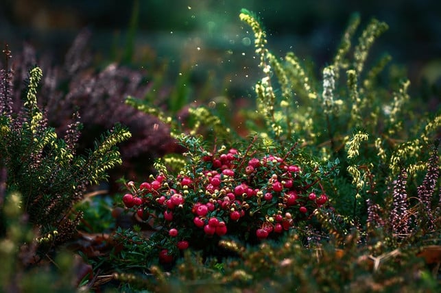 preiselbeere-oder-cranberry-beide-sehen-sich-zum-cc0-pixabay-phamphuonglinh-230906_download Preiselbeere oder Cranberry? Beide sehen sich zum Verwechseln ähnlich.