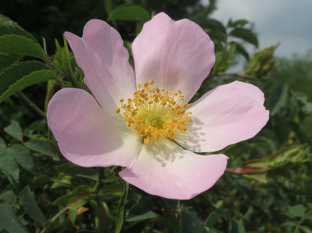 die-hundsrose-bildet-zarte-blueten-aus-die-insekte-cc0-pixabay-wikimediaimages-220419_download Die Hundsrose bildet zarte Blüten aus, die Insekten Nahrung bieten.