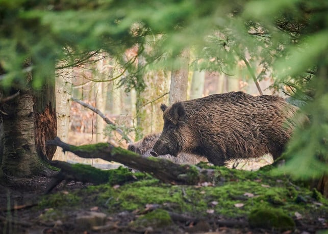 wildschweine-verstroemen-einen-geruch-der-maggi-se-cc0-pixabay-paul_henri-230511_download Wildschweine verströmen einen Geruch, der Maggi sehr ähnelt.